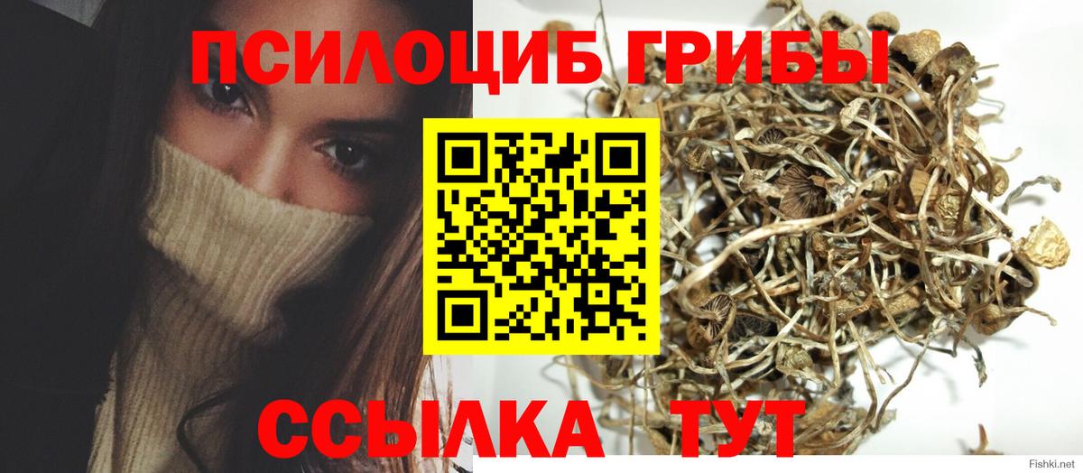 Псилоцибиновые грибы Psilocybe Малгобек